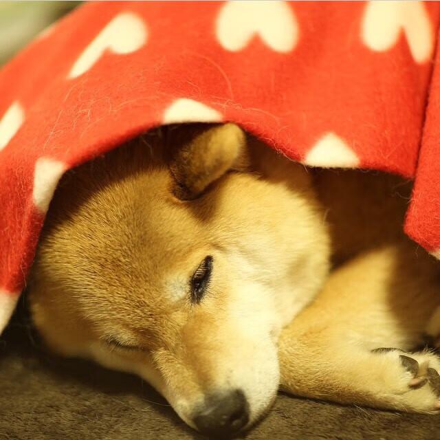 罗德里戈一手遮天！韩国对阵几内亚，比赛走势尽在他的掌控之中