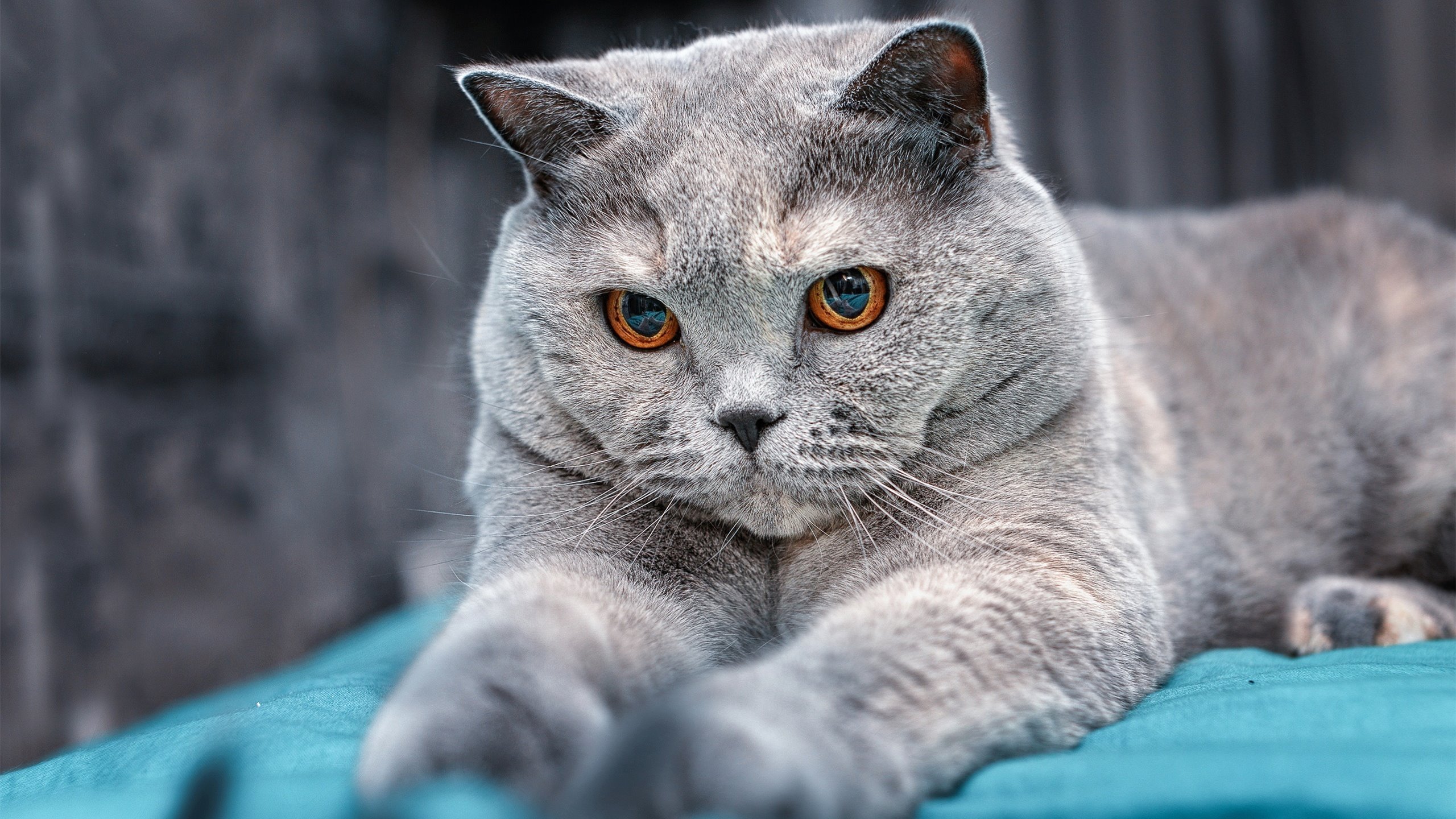 亚洲风暴再起！韩国力克比利时，非洲神锋奥斯梅恩诠释杀伤美学